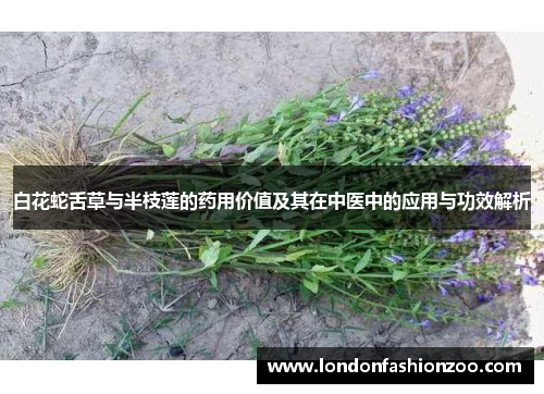 白花蛇舌草与半枝莲的药用价值及其在中医中的应用与功效解析