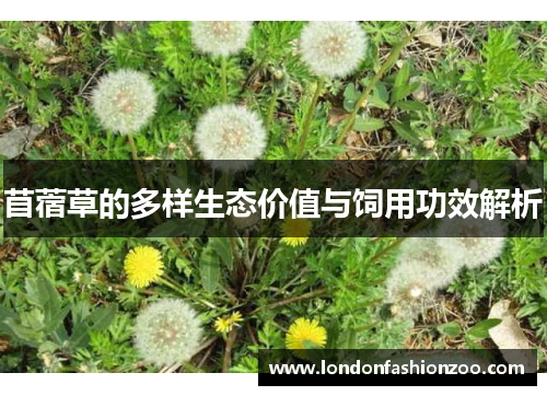 苜蓿草的多样生态价值与饲用功效解析